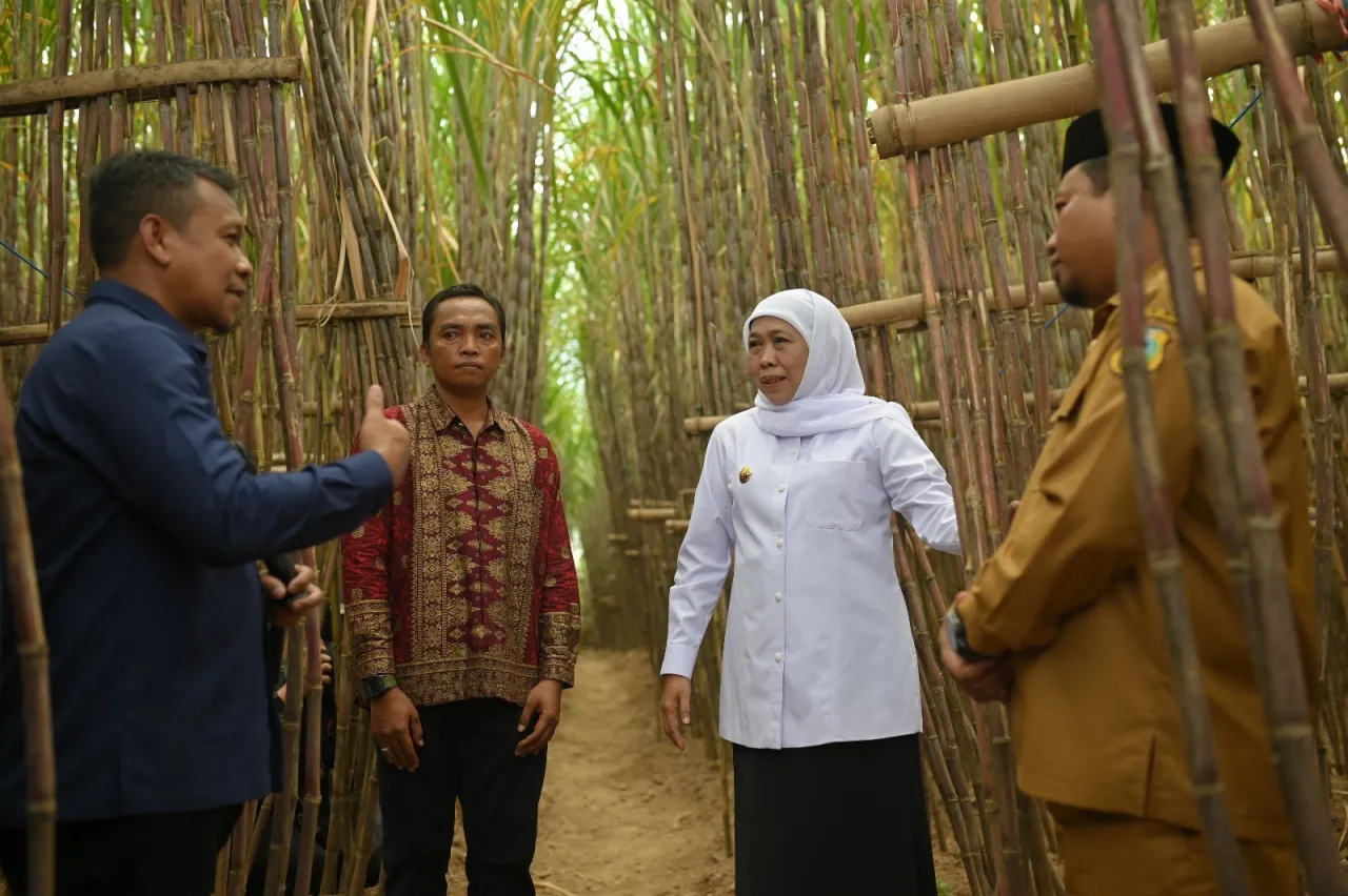 Gubernur Khofifah Apresiasi Inovasi KUR Khusus Tebu: Bondowoso Pacu Swasembada Gula Nasional