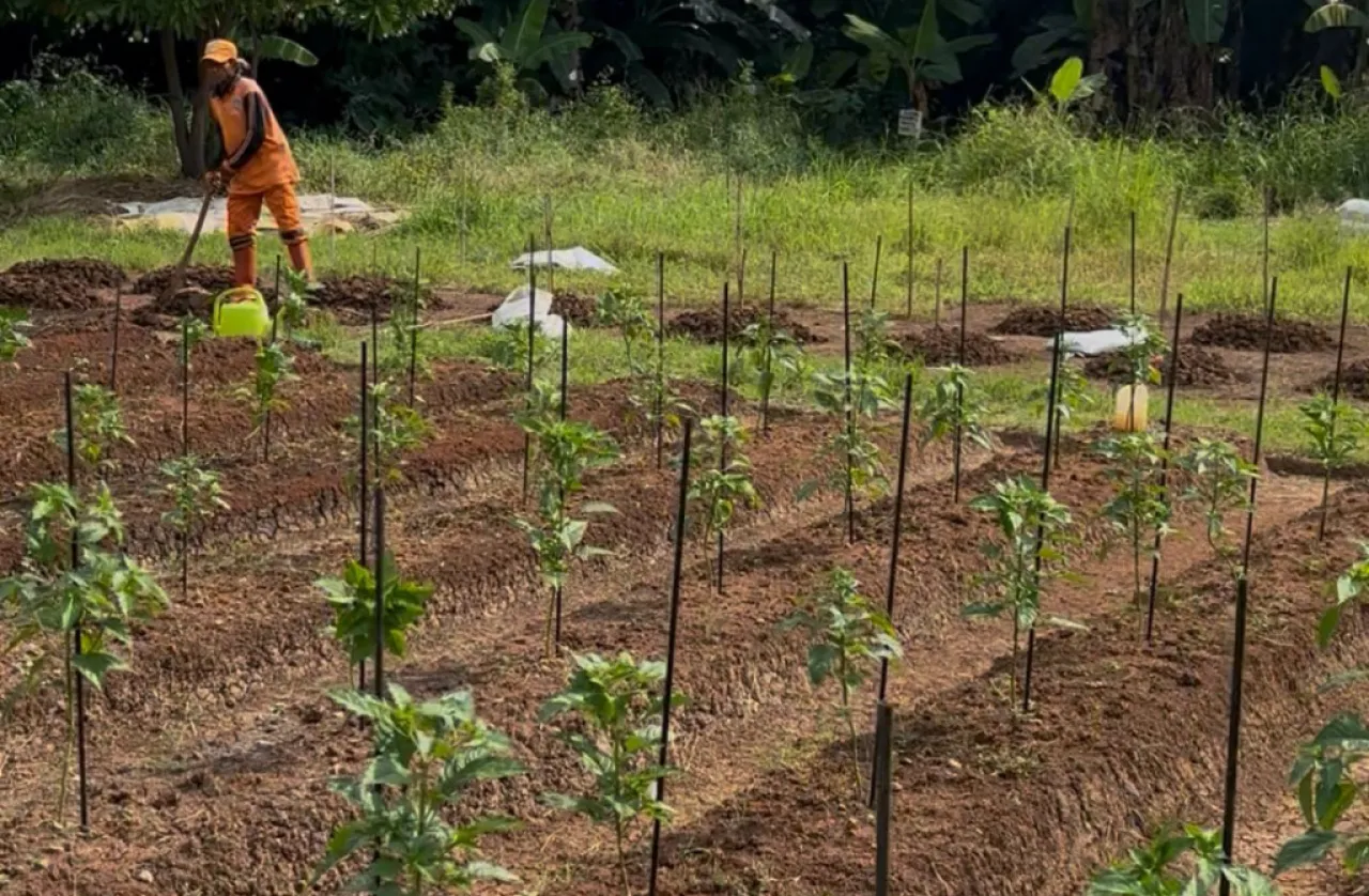 IPC TPK Sulap Sampah Jadi Kompos, Tingkatkan Ketahanan Pangan di Papanggo