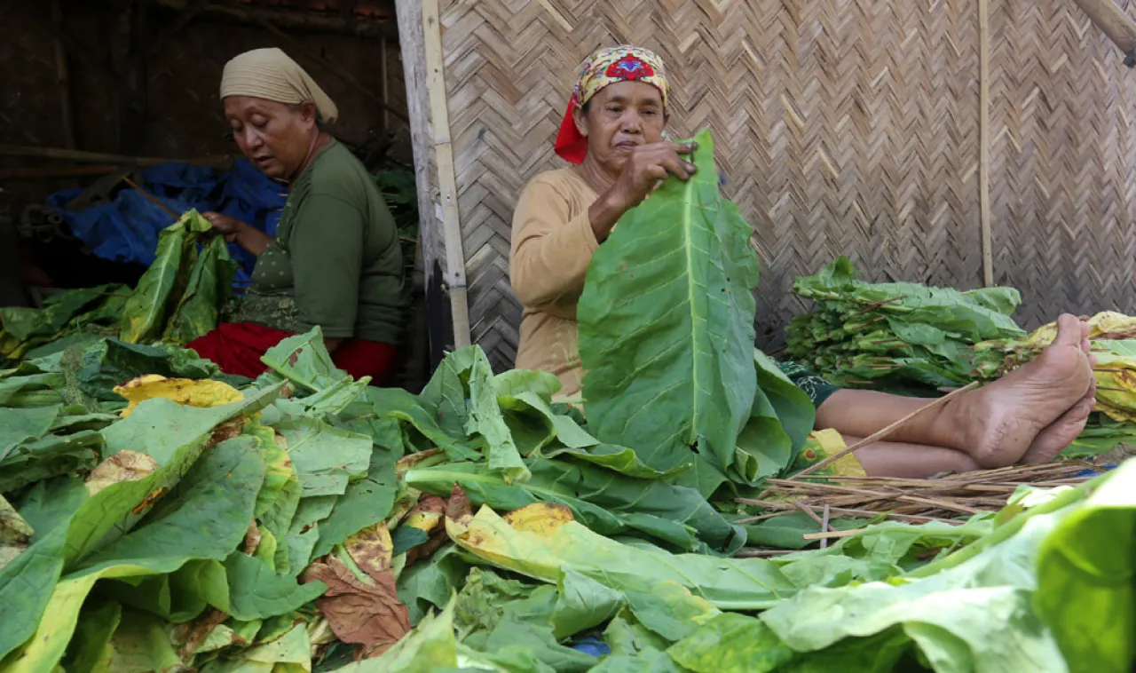 Pengendalian Tembakau di Indonesia: Antara Regulasi, Ekonomi dan Kesehatan Publik