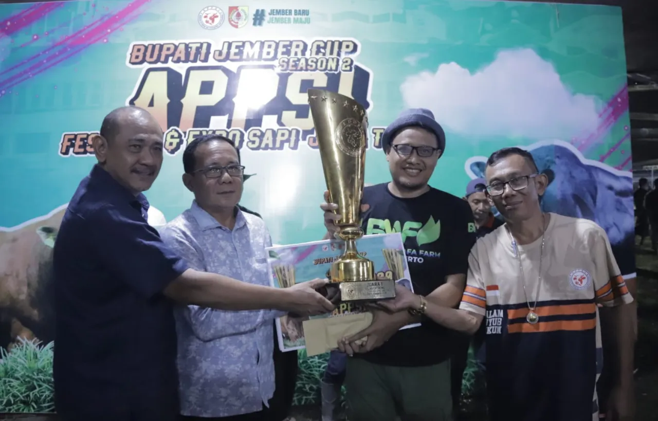 Rekor Sapi Terberat di Indonesia Pecah di Jember