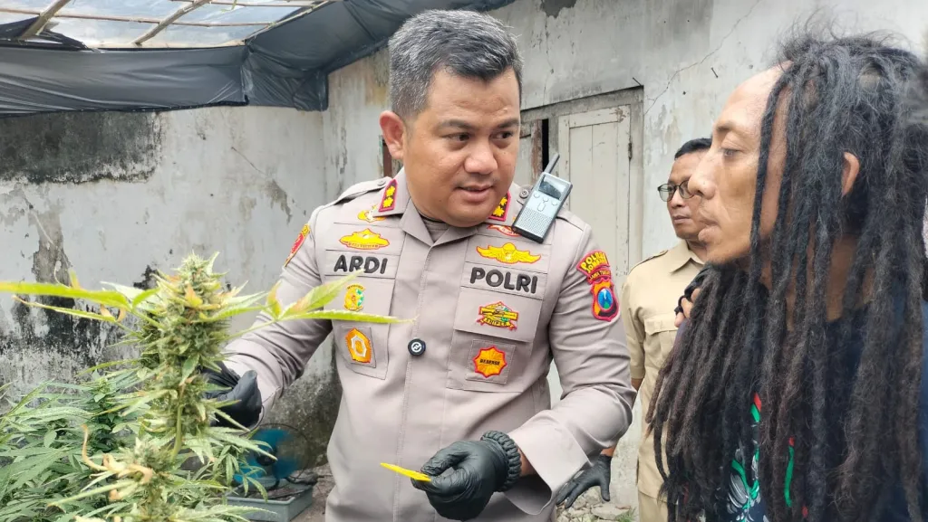 Polres Jombang Ungkap Penanaman Ganja Sistem Greenhouse di Rumah Kontrakan Padat Penduduk