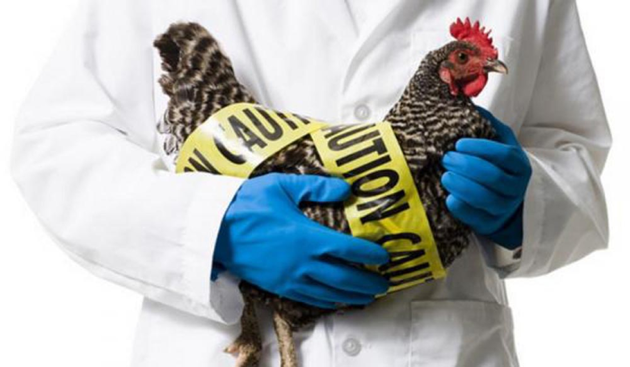 Flu burung merupakan penyakit yang kompleks dan terus berkembang. Foto/Shutterstock