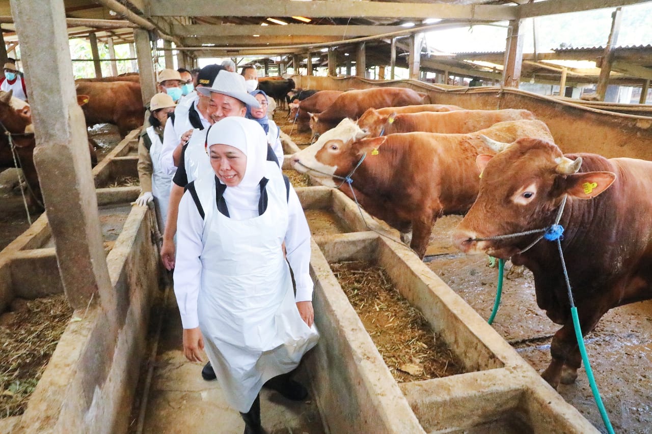 Gubernur Jawa Timur terpilih Khofifah Indar Parawansa menyampaikan apresiasi kepada seluruh pihak atas upaya penanganan PMK di Jatim. foto: KIP/FJN