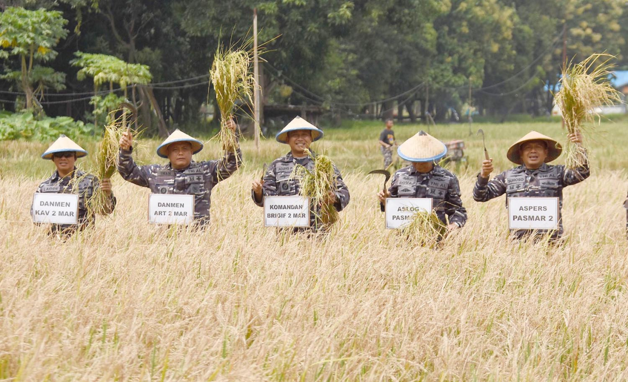 Panen raya padi di lahan ketahanan pangan Brigif 2 Marinir, Kesatrian Marinir R. Suhadi Gedangan, Sidoarjo, Senin (3/2/2025). Foto/Dispen Kormar