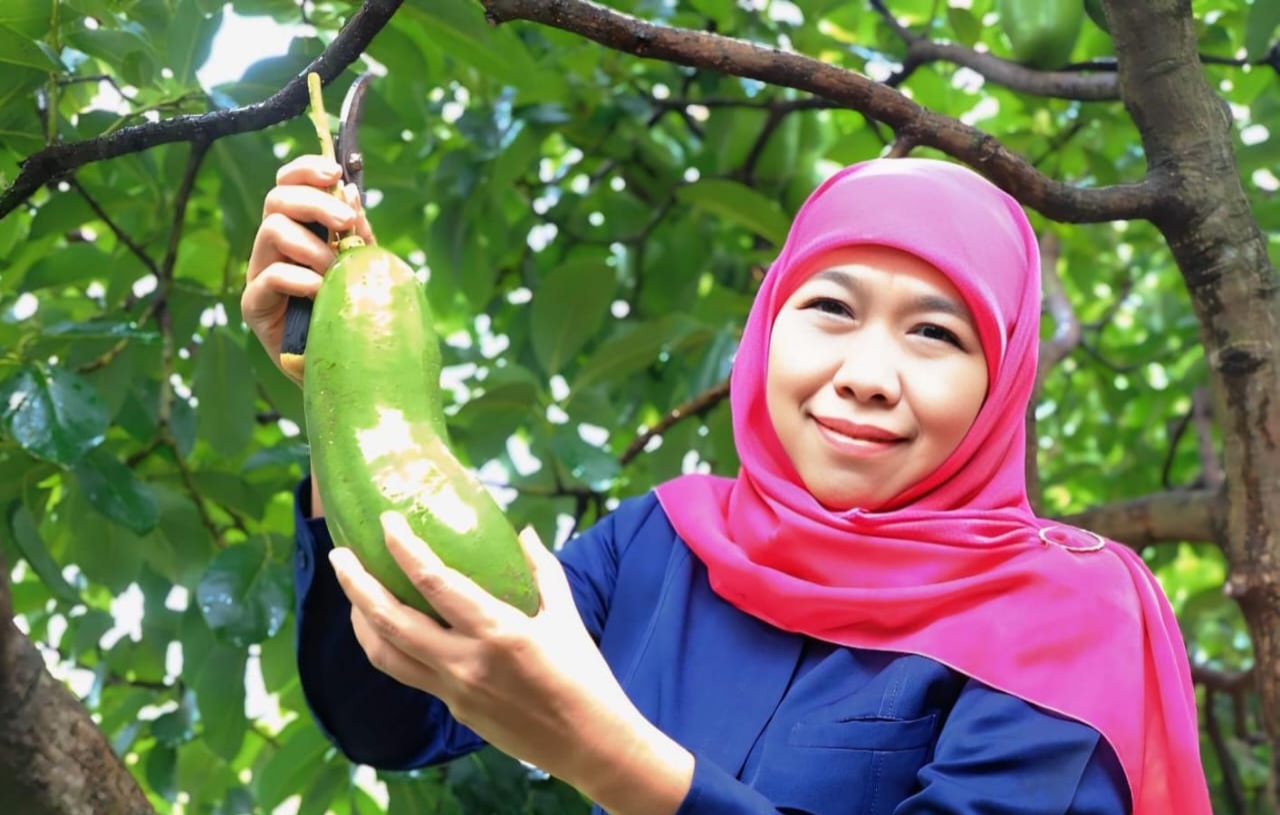 Gubernur Khofifah Kenalkan Alpukat Kelud Berukuran Jumbo Asli Kediri