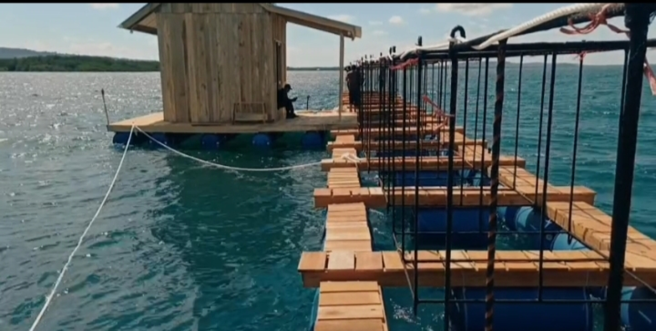 Dalam Enam Bulan, Balad Group Target Kembangbiakan 1 Miliar Nuplisoma Lobster