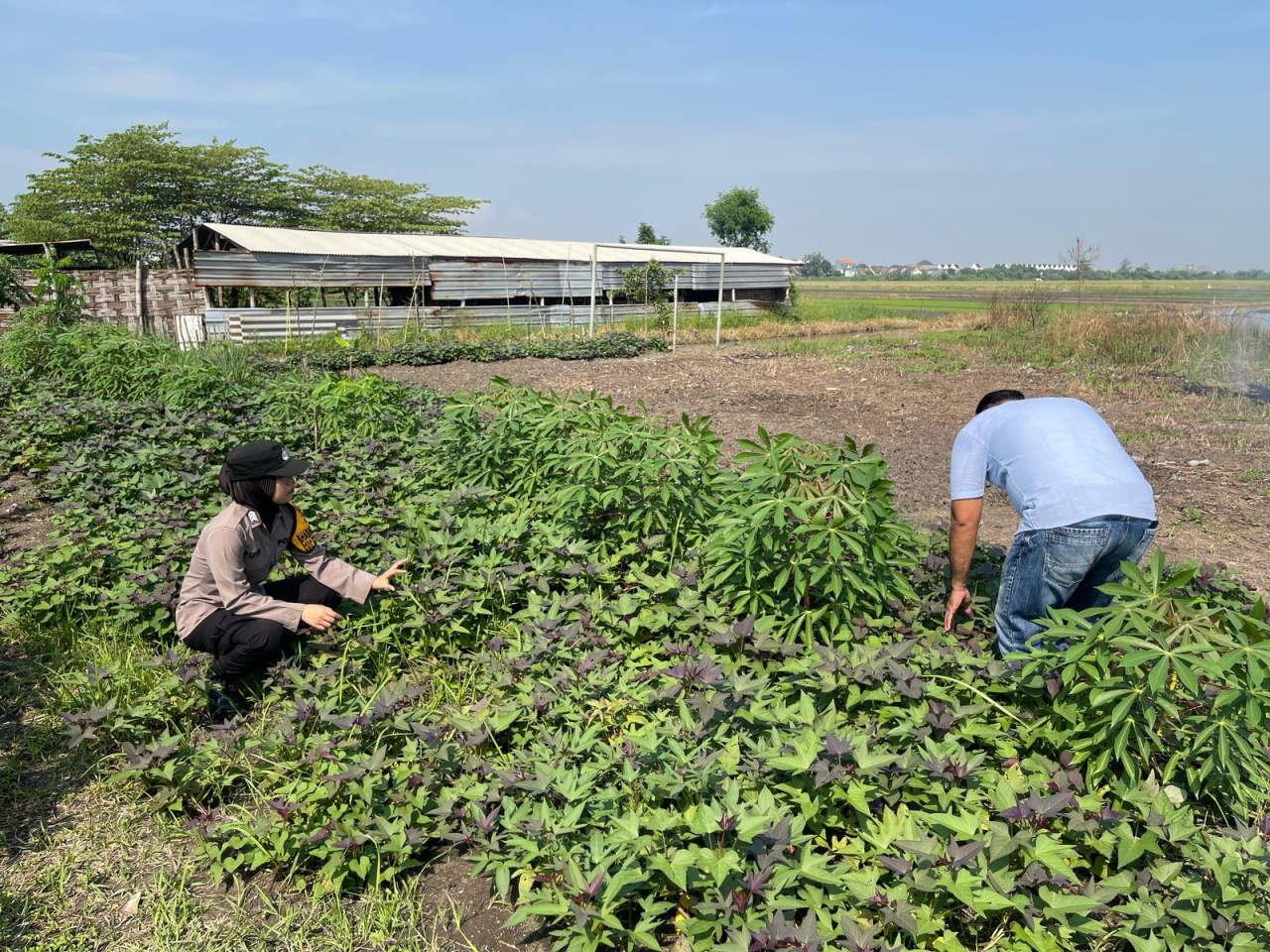 Brigadir Dwi Retno Putri menyambangi petani singkong desa binaannya di Polsek Sedati, Sidoarjo, Sabtu (10/5/2025). Foto/Ayojatim
