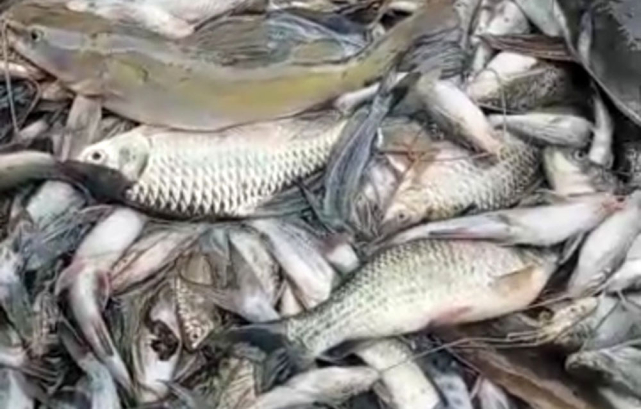 Ribuan ikan ditemukan mati mengambang di Kali Surabaya, Desa Wringinanom, Kabupaten Gresik, sejak Senin pagi. Foto/Ecoton