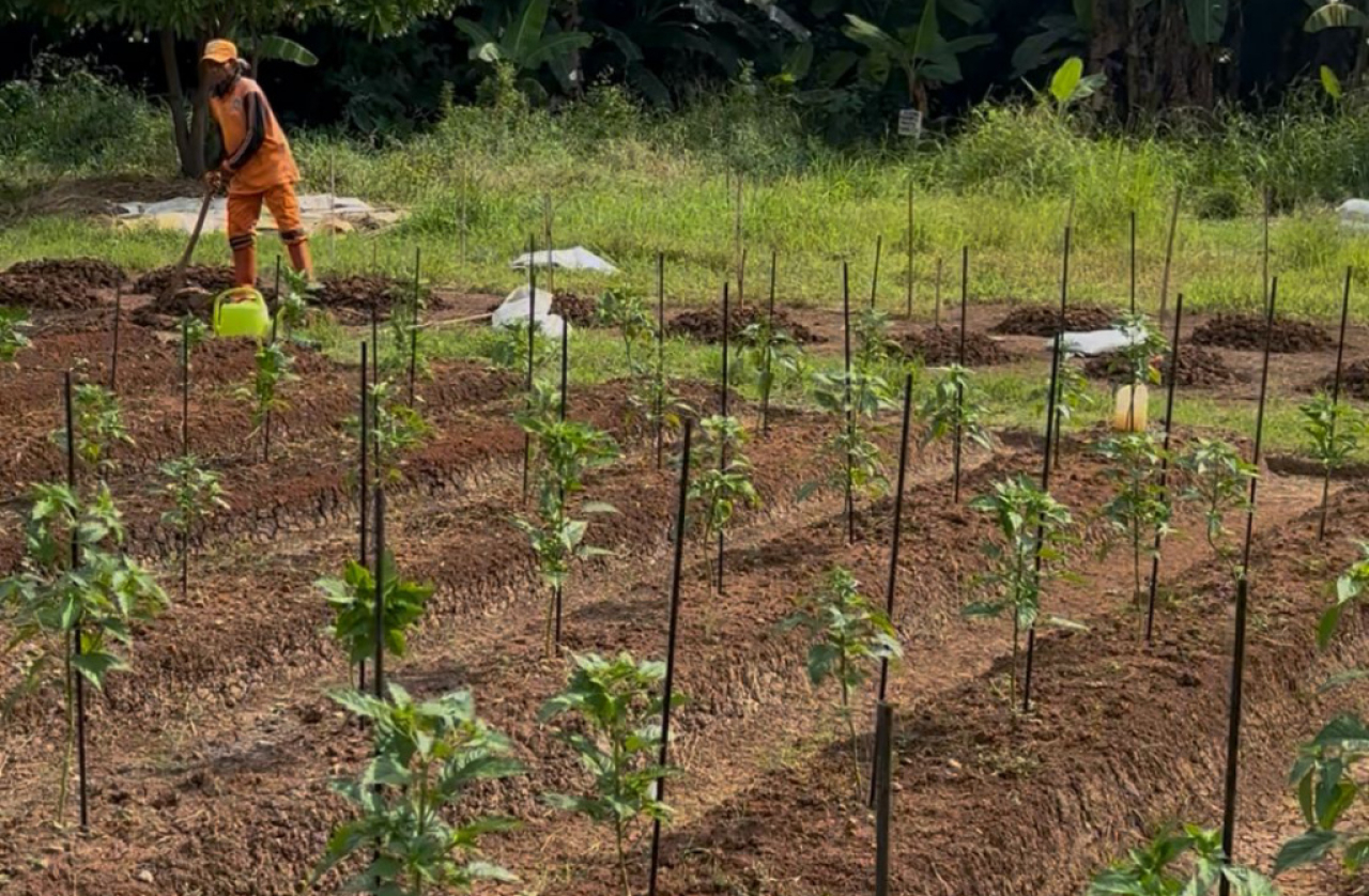 IPC TPK Sulap Sampah Jadi Kompos, Tingkatkan Ketahanan Pangan di Papanggo