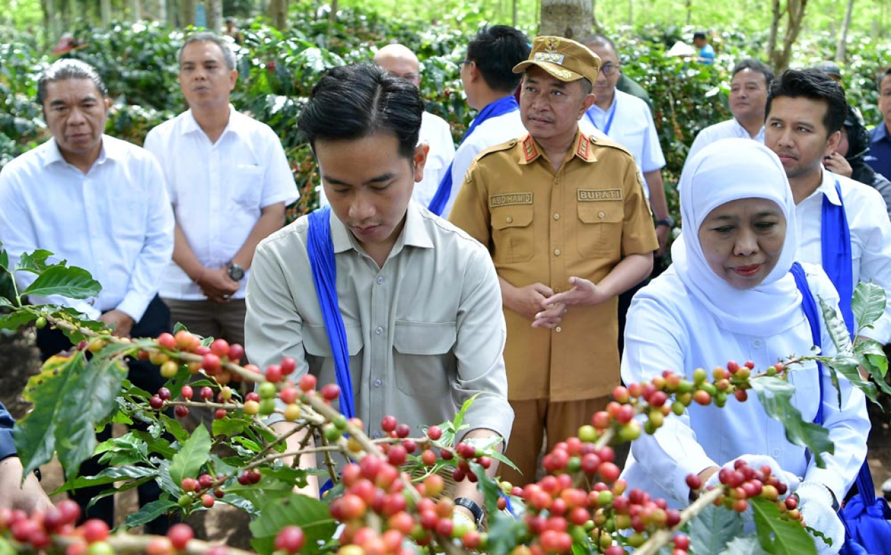 Wapres Gibran didampingi Gubernur Khofifah merasakan sensasi panen kopi  Java Coffee Estate, Bondowoso, Jawa Timur, pada Selasa, 24 Juni 2025. Foto: Ayojatim/Humas PTPN