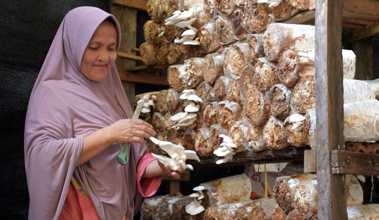 SIG Dukung Perempuan Padang Kembangkan Budidaya Jamur Tiram, Membuka Peluang Ekonomi Baru