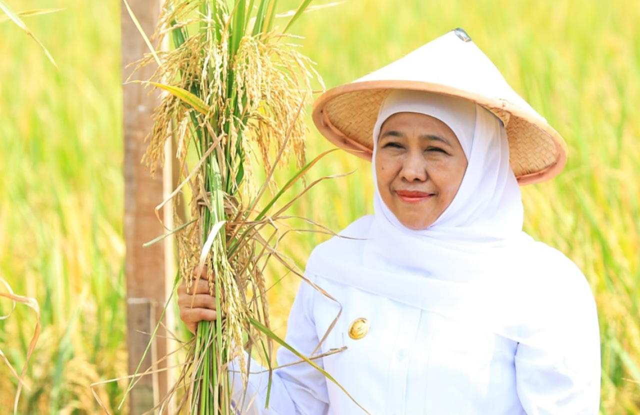 Gubernur Khofifah saat panen raya di Kabupaten Lamongan. foto: humprov/ayojatim.