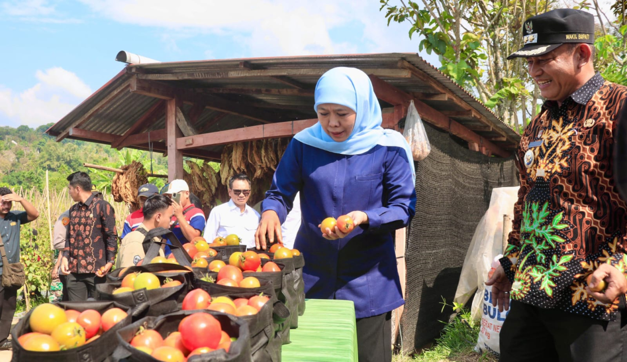 Gubernur Khofifah Minta Bupati dan Wali Kota Serap Tomat Petani untuk Stabilisasi Harga