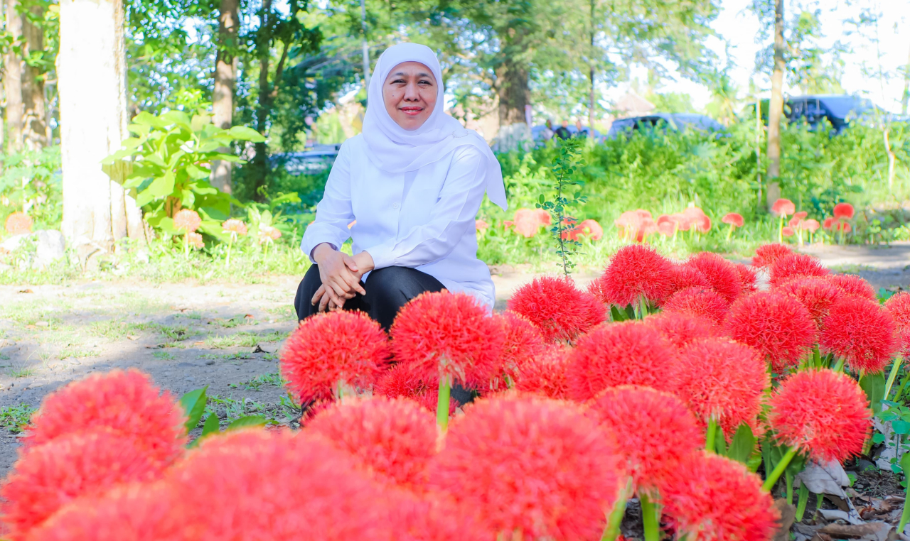 Gubernur Khofifah Kagumi Pesona Bunga Desember, Flora Langka Kebanggaan Bondowoso