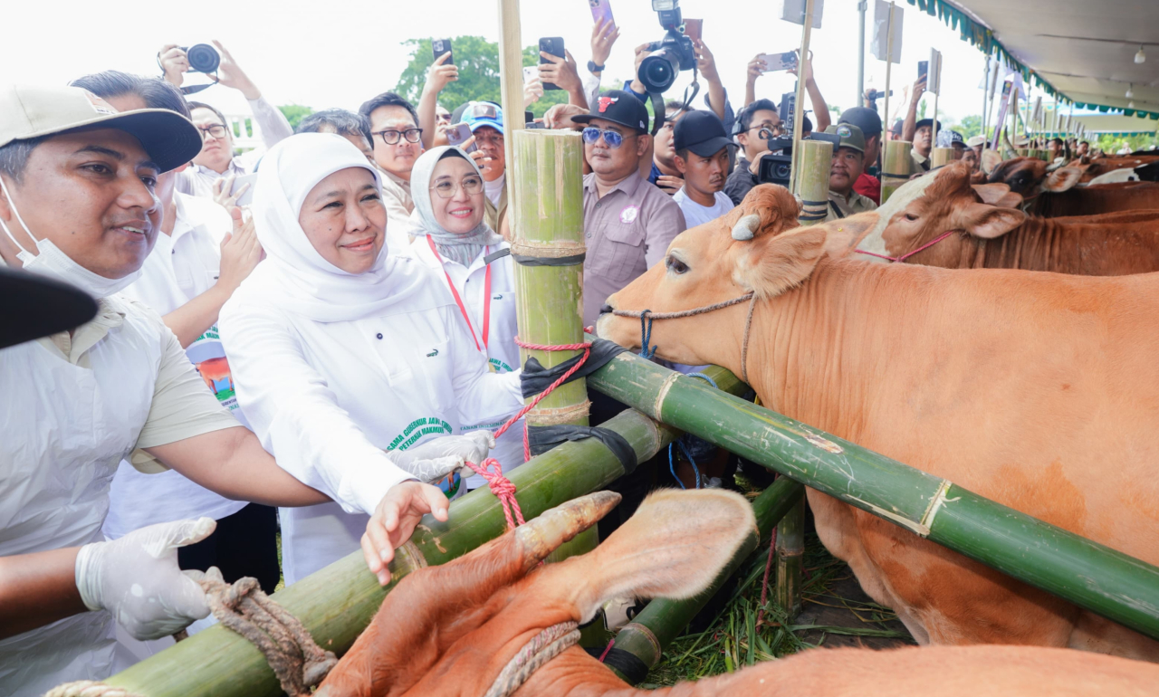 Inseminasi buatan pada 1.099.397 ekor sapi di Jatim dicatat MURI sebagai rekor inseminasi buatan kepada ternak sapi terbanyak dalam kurun waktu satu tahun. KIP for ayojatim.