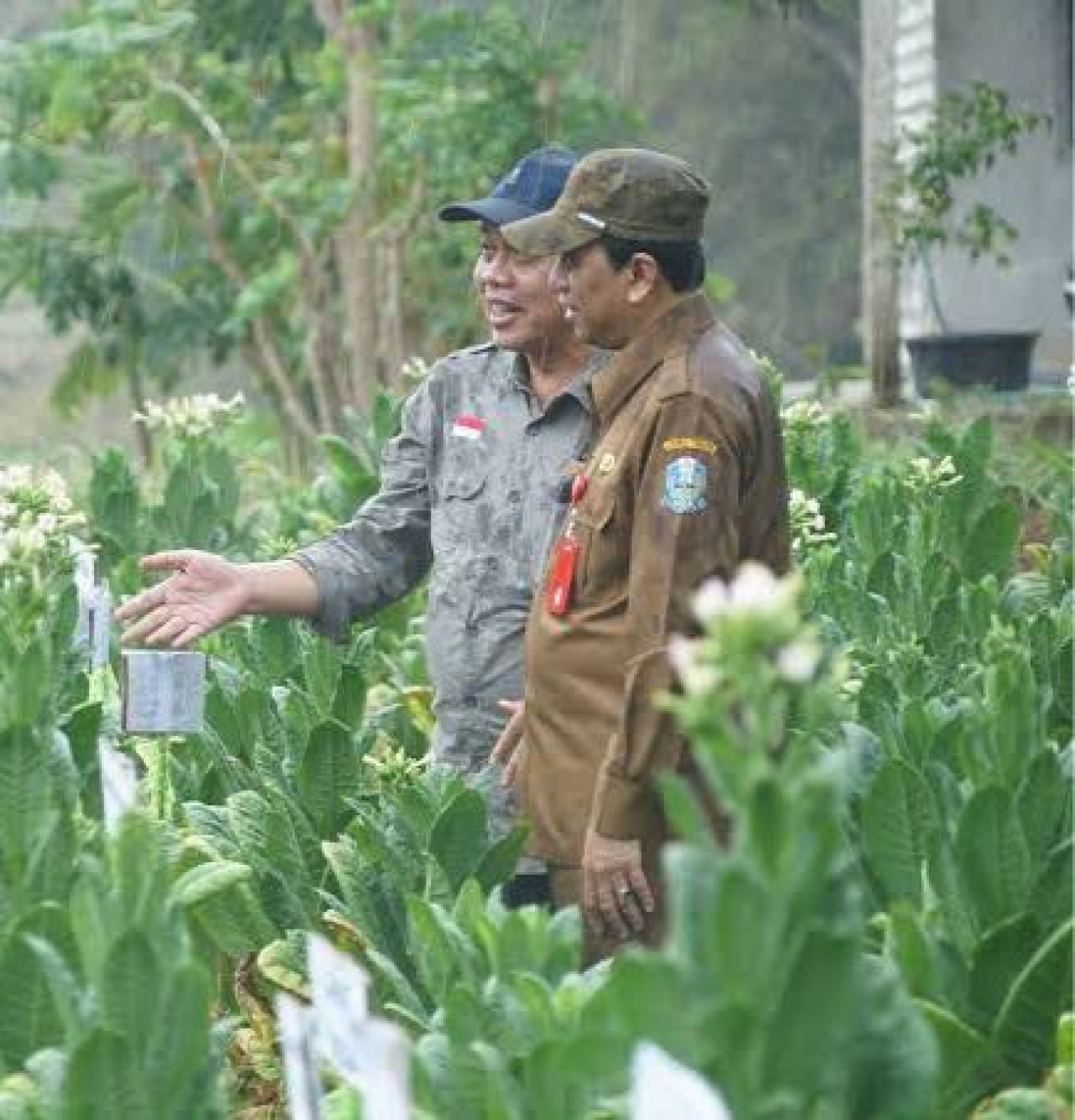 Kepala Dinas Perkebunan Provinsi Jawa Timur Ir Dydik Rudy Prasetya MMA saat meninjau kebun tembakau