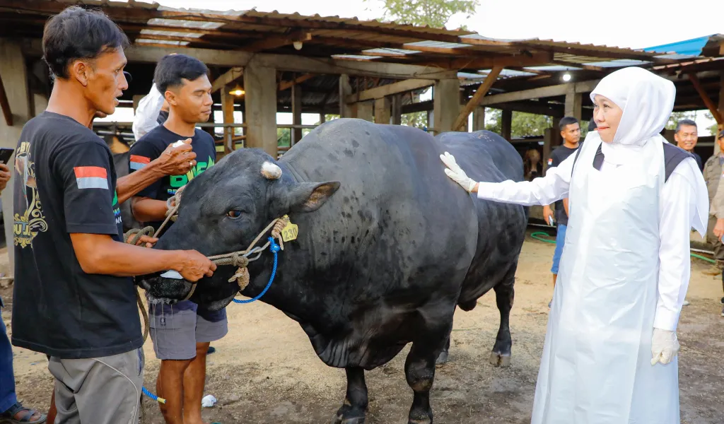Gubernur Khofifah Beli Sapi Jenis Belgian Blue untuk Hewan Kurban Tahun ini