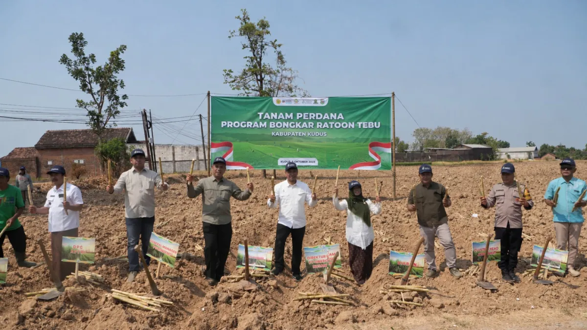 Bidik Produksi Gula Lebih Tinggi, SGN Perkuat Peremajaan Tebu di Kudus
