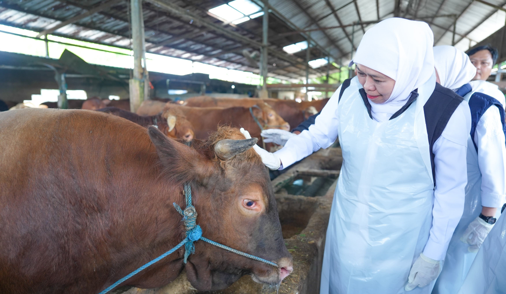 Gubernur Khofifah Pastikan Stok Sapi Kurban Jatim Surplus dan Memenuhi Syarat Syariah