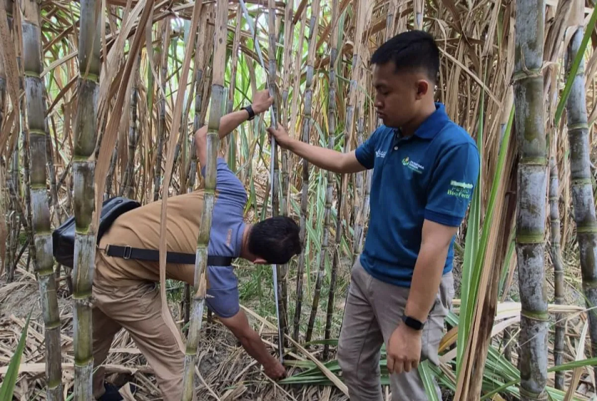 SGN Mulai Ditebang di Kediri, Produktivitas Tebu Ditarget 125 Ton per Hektare